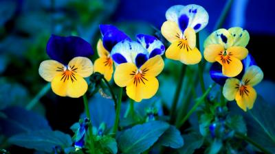 Yellow and Blue flowers