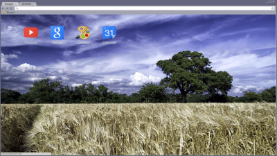 Golden waves of wheat in summer