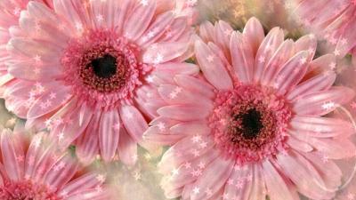 Double Daisies