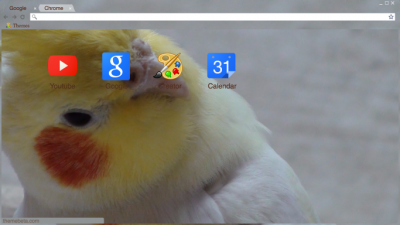 Cute Cockatiel Parrot Theme