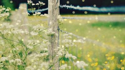 Nature on a Fence