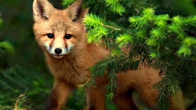 Baby Red Fox