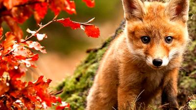 Little Fox