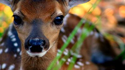 Fawn in the Morning