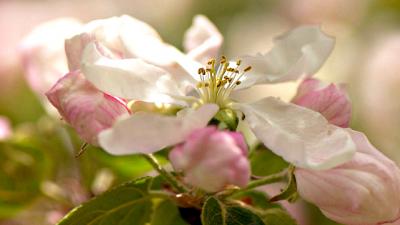 Soft Apple Blossom