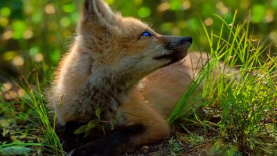 Resting Baby Fox