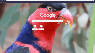 Black-Capped Lory Bird