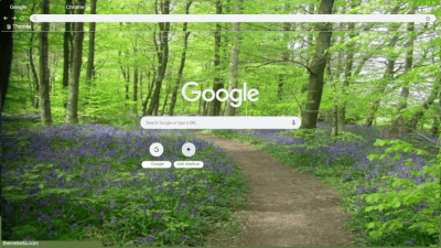 Path Through Chiltren Hills In Spring & Bluebells, Buckinghamshire