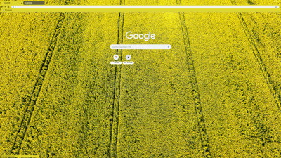 Rapeseed field