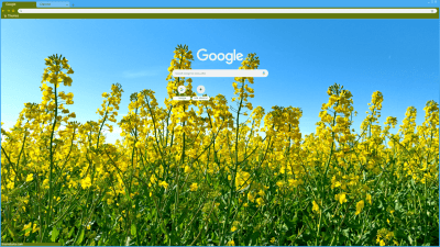 Rapeseed field