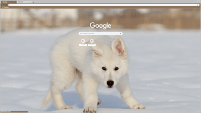 White Shepheard Puppy