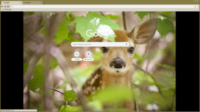 Cute Fawn