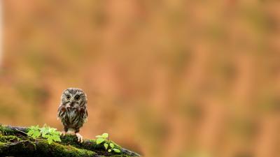 Little Owl