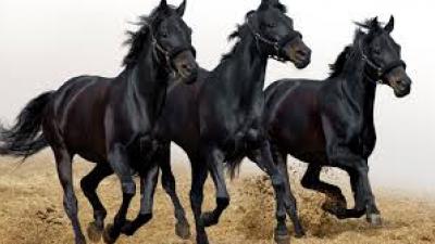 Horses