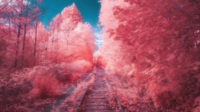 pink autumn.