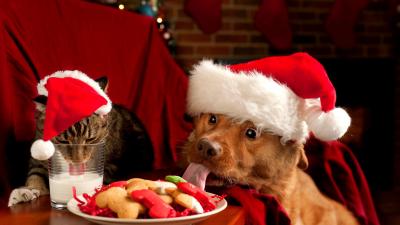 Chrismas Animals