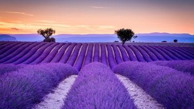 lavender fields.