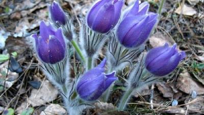 Pasqueflowers Blue