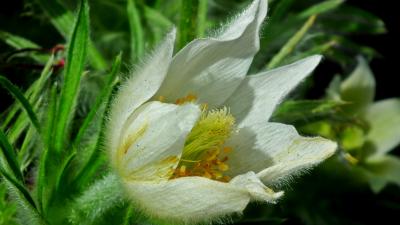 Pasqueflowers White 'Alba'