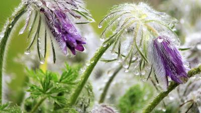 Pasqueflowers Violet