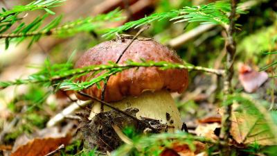 Delicious Mushrooms