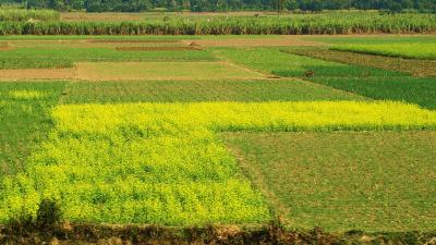 Natural Bangladesh, Create Mofizul