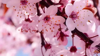 Pretty Cherry Blossoms