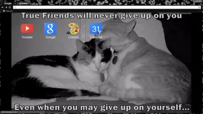 True Friends Quote Cats