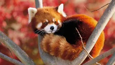 Red Panda