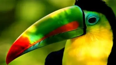 Toucan Close up