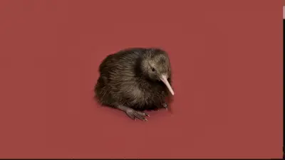 Kiwi