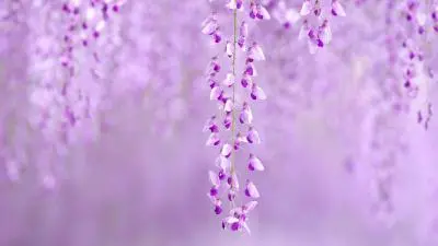 wisteria.