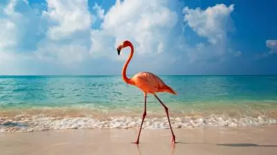 flamingos on beach???