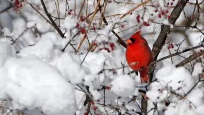 Cardinal in the Winter 