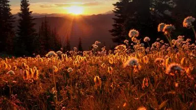 Mountain Flower Sunrise