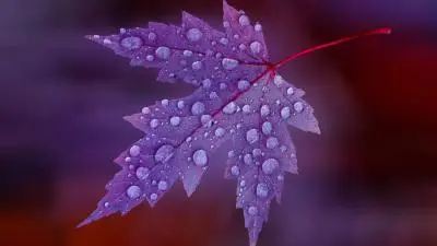 purple leaves