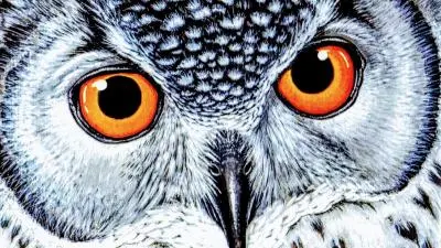 owl eyes