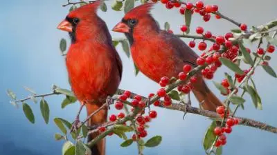 red birds???