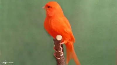 orange birds