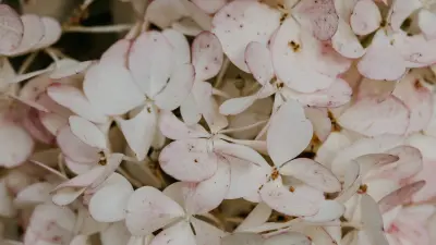 Hydrangea Garden