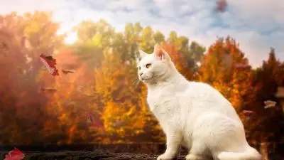 Cats of Autumn