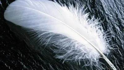 Feathers