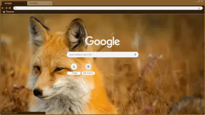 Red fox in wheat field