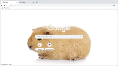 guinea pig