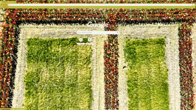 Tulips in letter E formation