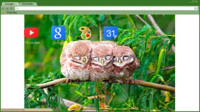 Cute Owls On A Branch