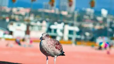 Seagull at the Beach