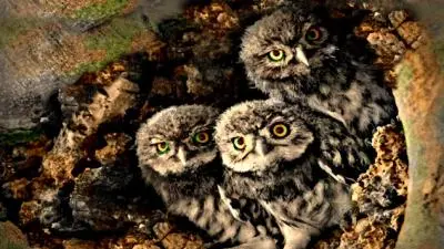 Owlets in a Tree