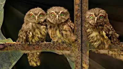 Owls at the Window